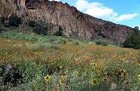 Sunflowers in Bandelier NM valley