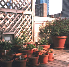 4_PA/1993_rooftop_garden.jpg