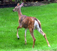 5_OH/2001_08_deer.jpg