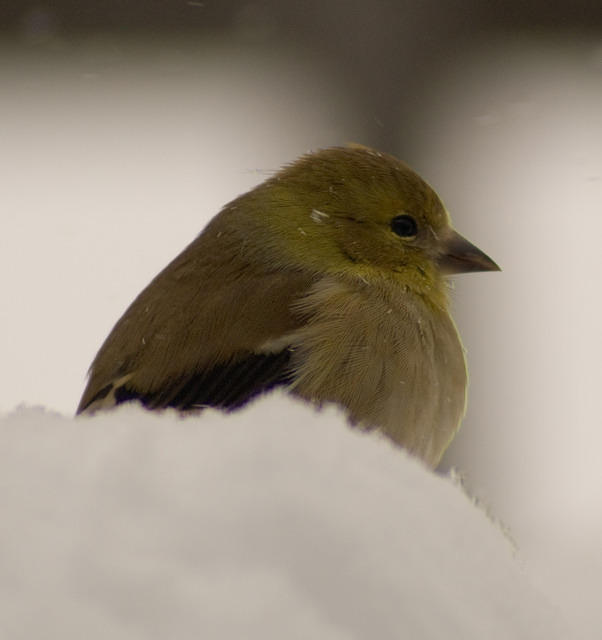 snow_Birds_6116