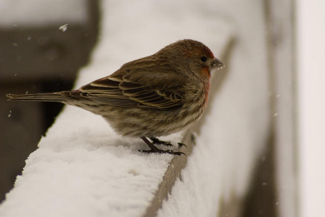 snow_Birds_6123