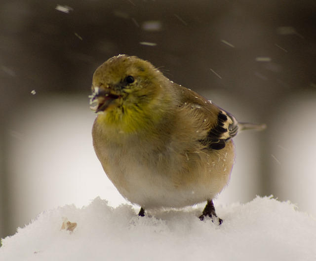 snow_Birds_6129