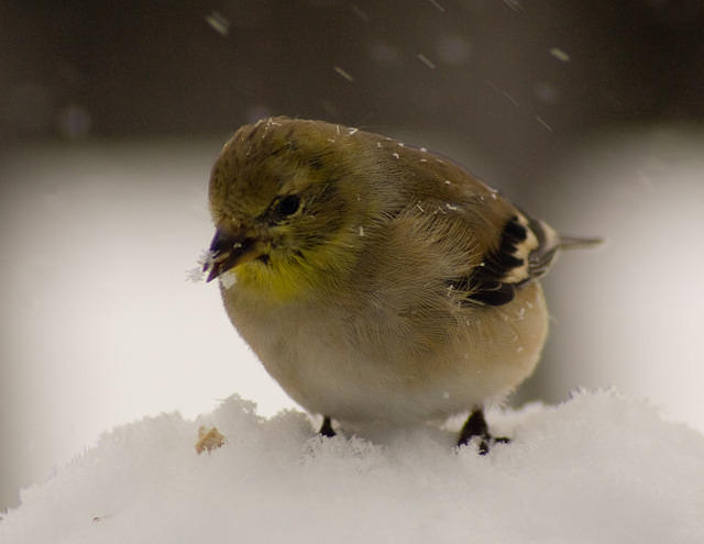 snow_Birds_6131