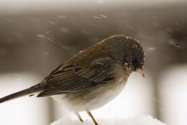 snow_Birds_6136