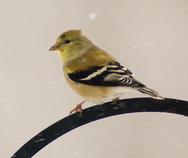 snow_Birds_6143