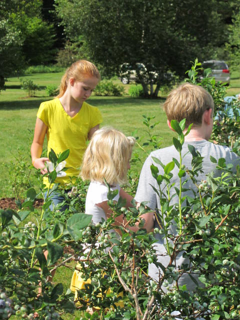 Blueberry Picking, 2011