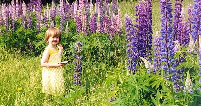 Lupines 2001