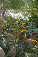 Pit_Chihuly_5304