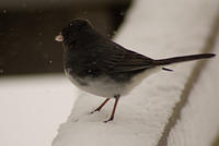 snow_Birds_6121