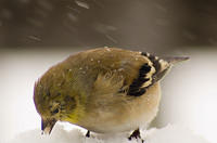 snow_Birds_6130