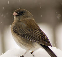 snow_Birds_6133