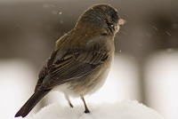 snow_Birds_6135