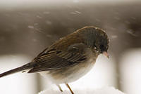snow_Birds_6136