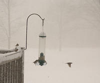 snow_Birds_6099