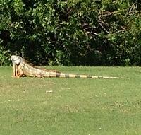 Lots of wildlife on golf course