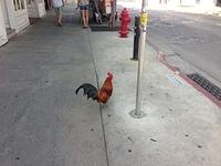 Let's not forget the free roaming roosters