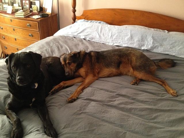 The dogs take over the bed