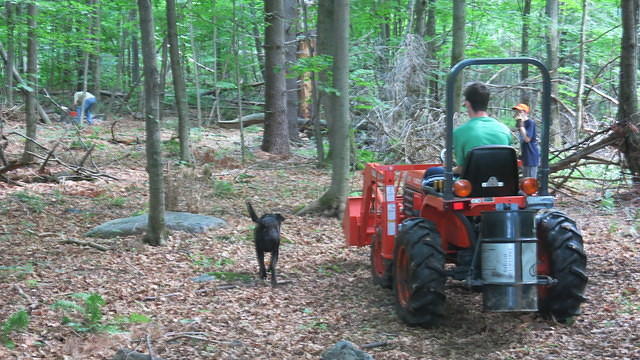 The boys working in the woods
